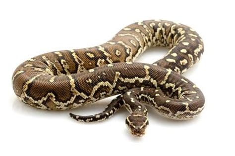 Image result for Angolan Python Care
