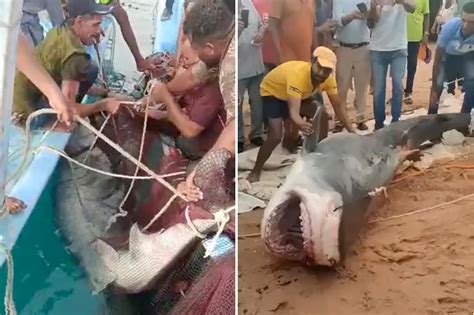 Tiger Shark Attacks Videos