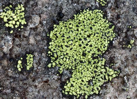 Lichen Ecology: Why Do Lichens Grow Where They Grow? – The Meaning of Water