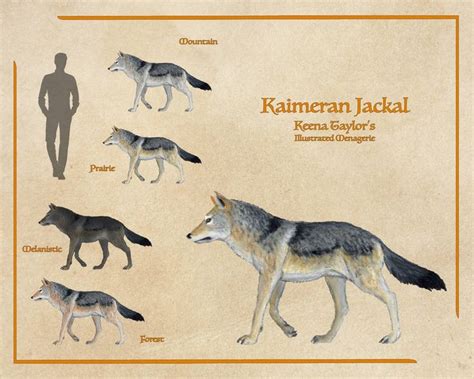 Image result for Breed of Wolves