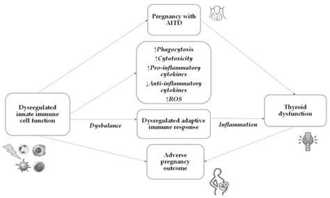 Innate Immunity in Autoimmune Thyroid Disease during Pregnancy