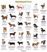 List of Popular Dachshund Mixes With Pictures