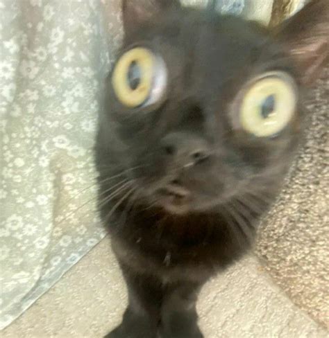 Image result for Scared Cat PFP