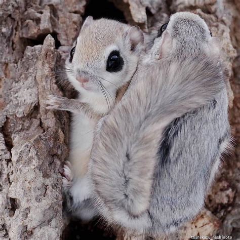 Siberian Flying Squirrel Cute