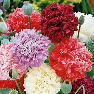 Image result for Peony Poppy Mix