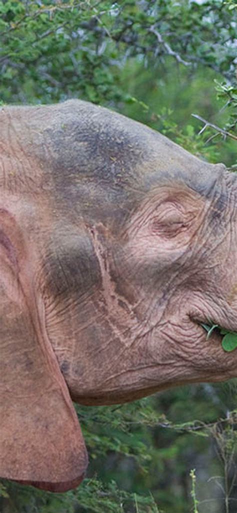Albinism In Animals And Plants