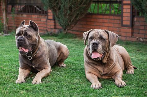 Cane Corso Coat Colors and Markings