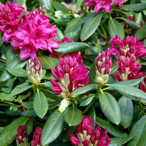 'Nova Zembla' - Rhododendron catawbiense 'Nova Zembla' - Rhododendron