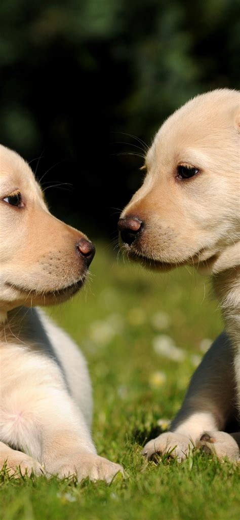 Image result for Dogs Programmes