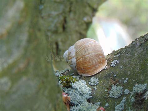 Image result for Empty Snail Shell