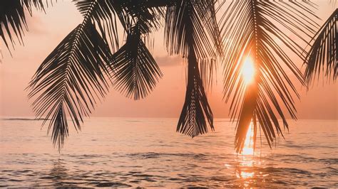 Wallpaper palm tree, sunset, water, branches, dusk hd, picture, image