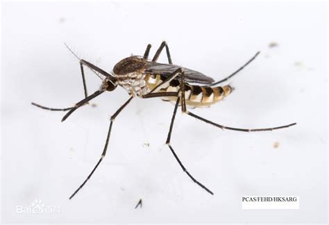 拍了这么多年蚊子 知道蚊子为什么要吸血？世萱堂-搜狐