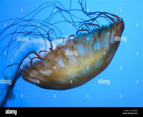 Sea Nettles at the Steinhart Aquarium, California Academy of Sciences ...