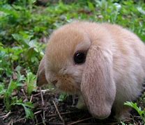 Image result for Holland Lop Bunnies Flagstaff AZ