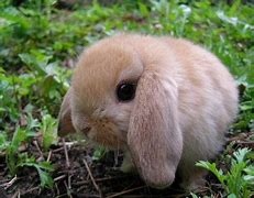 Image result for Tawny Lop Eared Rabbit