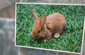 Image result for Wild Baby Bunnies in Western NC
