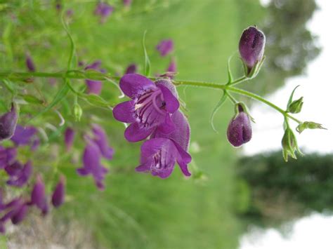 Penstemon × mexicali 'P007S' PIKE'S PEAK PURPLE® - PIKES PEAK PURPLE ...