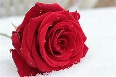 fiore la rosa significado de las rosas todo lo que debes saber sobre ello fiore la rosa significado de las rosas todo lo que debes saber sobre ello