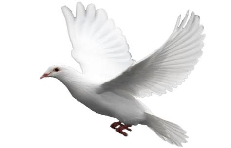 आज है विश्व शांति दिवस: कबूतर हैं शांति का प्रतीक, पढ़ें कथा ...
