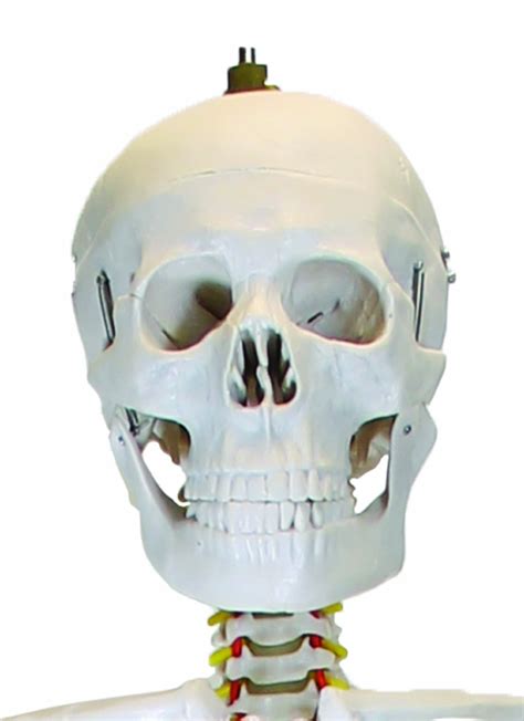 Buy PHYSIQUE Life Size Human Skeleton Model - Human Body Skeleton ...