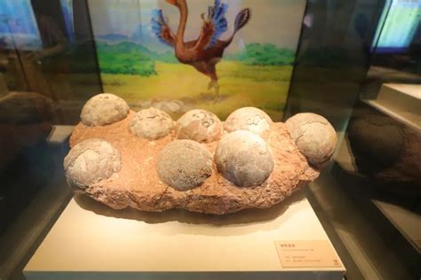恐龙蛋有多大_南极洲发现了恐龙时代最大的动物卵 - 工作号