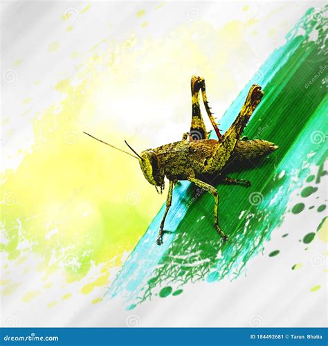 Grasshopper, Ground-dwelling Insects. Crop Destroyer. Stock Illustration - Illustration of ...