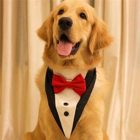 Black Tuxedo bandana – Furrvanity