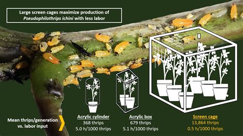 Advances in Mass Rearing Pseudophilothrips ichini (Hood) (Thysanoptera ...