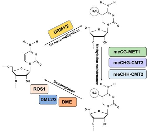 The Role of Plant DNA Methylation in Development, Stress Response, and ...