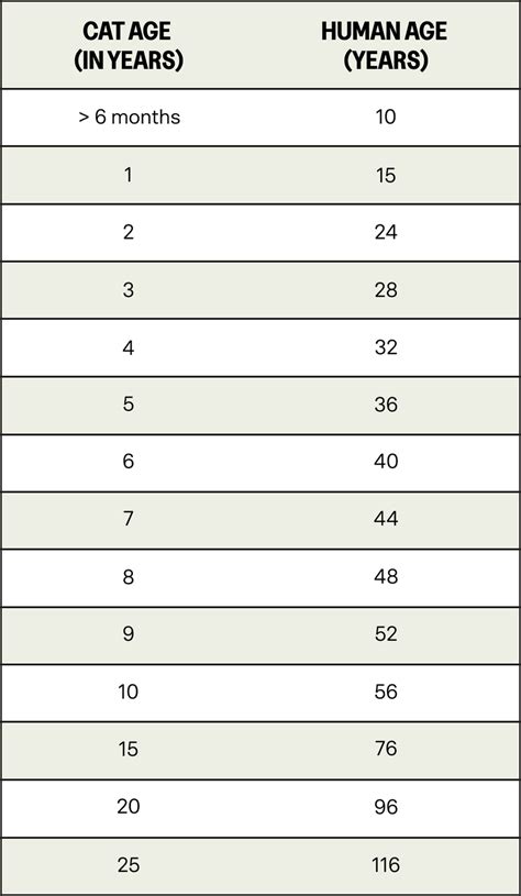 Your cats years to human years | KatKin