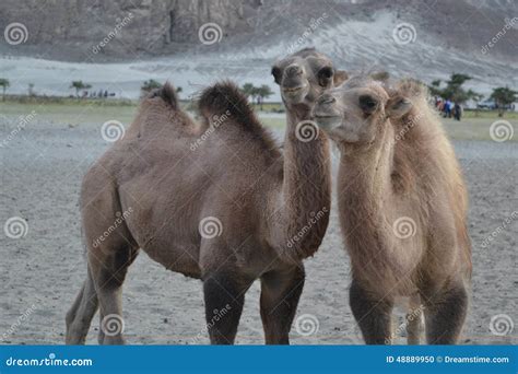 Camels on sand stock photo. Image of newday, humps, opportunities ...