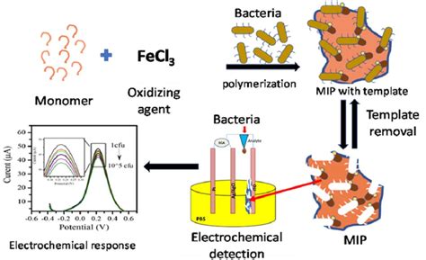Mar MIP Tutorial 的图像结果