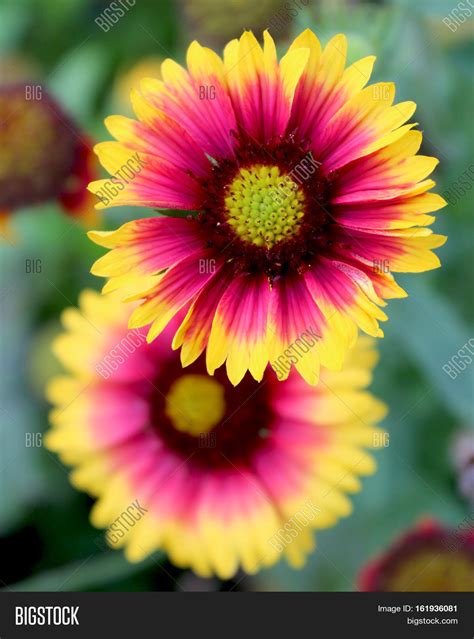 Native South American Flowers