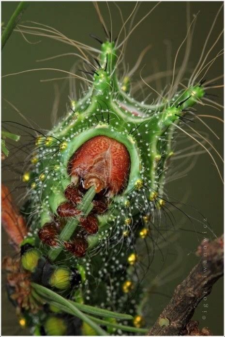 Alien Invasive Insects 的图像结果