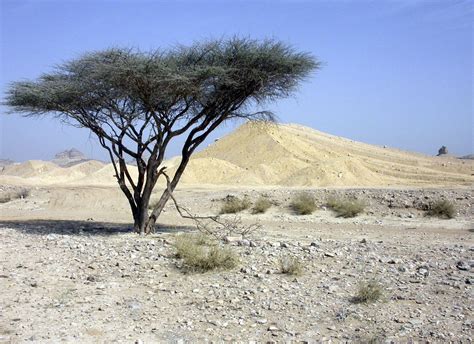 Habitat Of Uae