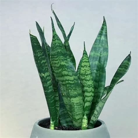 Artful Creature Snake Mother-In-Law's tongue, Live Plant Without Pot ...