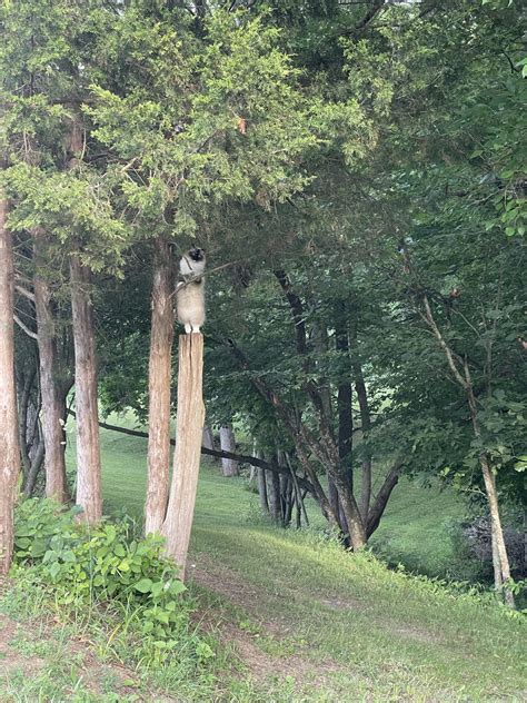 Elusive ragdoll felis catus spotted in wild. - World Deer
