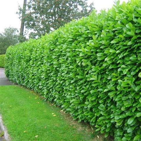 Hedging Plants - India Dictionary