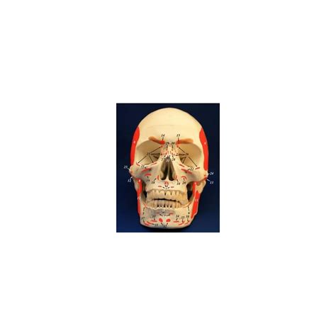 Buy Wellden Medical Anatomical Skull with Facial Musculature Model ...