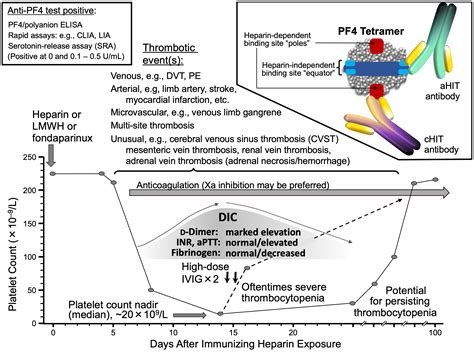 Autoimmune Heparin-Induced Thrombocytopenia