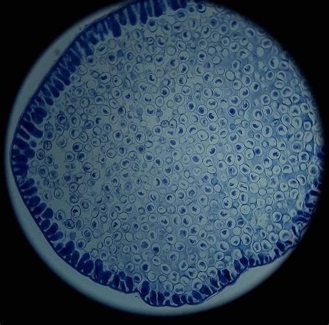 DIY-SCIENCE Prepared Animal Plant Cell Mitosis Meiosis Amitosis India ...