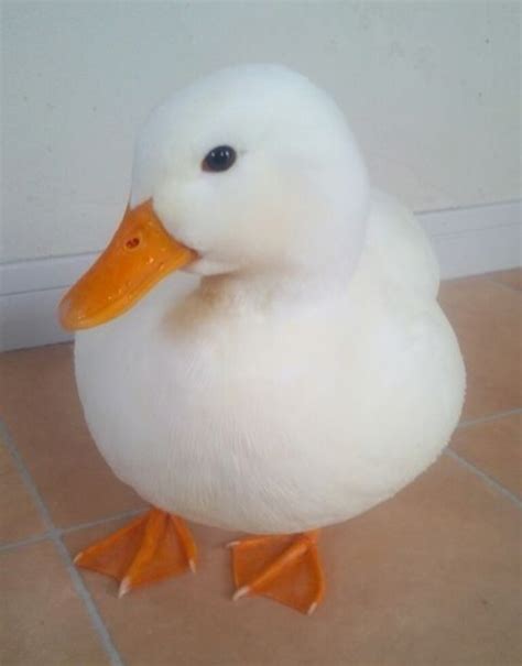 Image result for Duck Number Code in Python Using Count