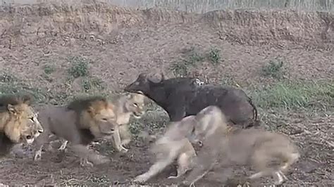 Buffalo life saved in a fight between lions viral video on internet ...