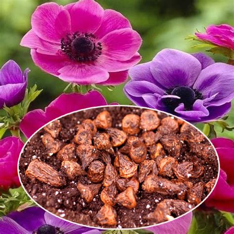 Floriculture Tubers & Bulbs in Delhi | Best Flower Bulbs Suppliers in Delhi