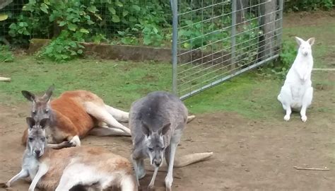 OUTBACK KANGAROO FARM (2026) All You Need to Know BEFORE You Go (with ...