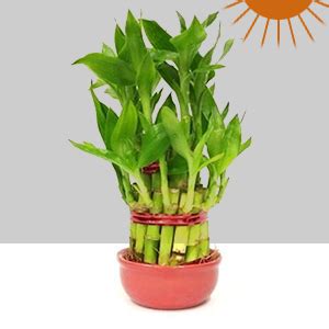 Holy Krishna Bamboo Plant Fertilizer with Mineral Ball with Spray ...