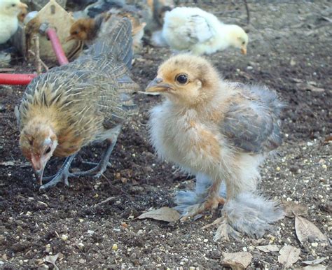 Tiny Chickens: mille fleur cochin bantam chicks - 2 weeks old July 10