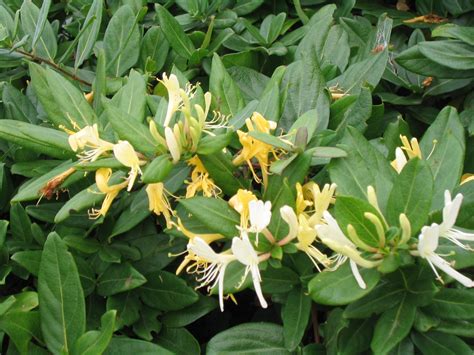 JAPANESE HONEYSUCKLE – Lonicera japonica 125mm | Weslor Flowers Plant ...