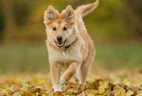 What Causes Puppy Zoomies? 5 Common Reasons - dogpackr