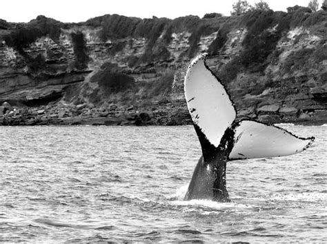 Merimbula Marina - 2022 What to Know Before You Go (with Photos ...